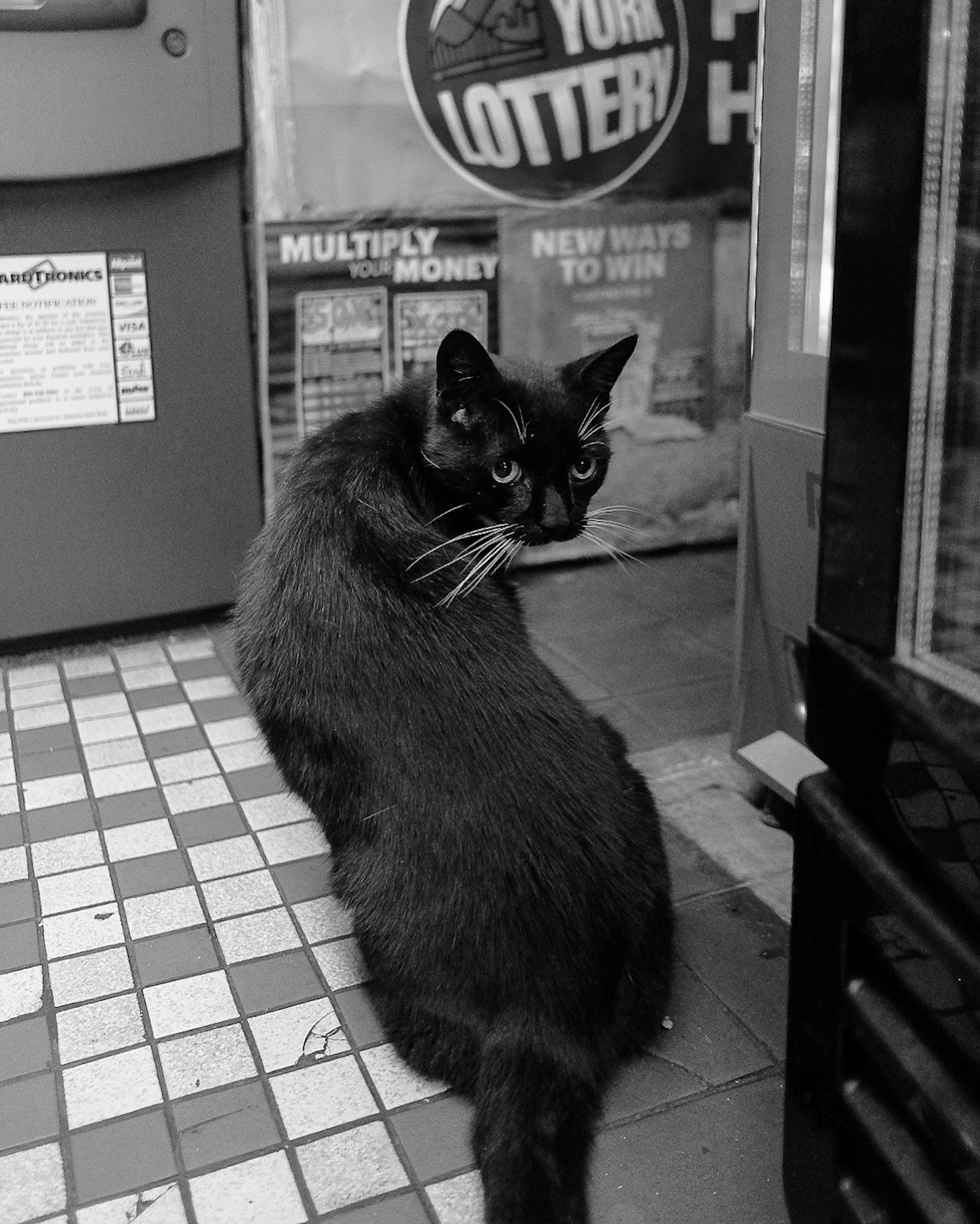Black and white cat sitting near snack racks