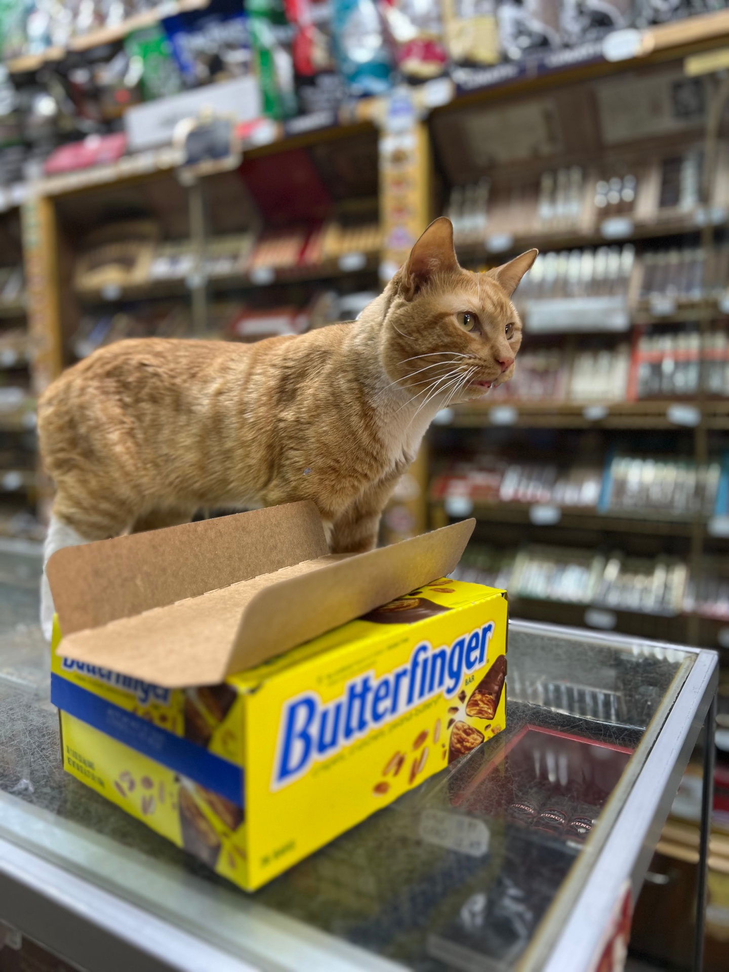 Orange cat sitting on a Butterfinger box in a bodega