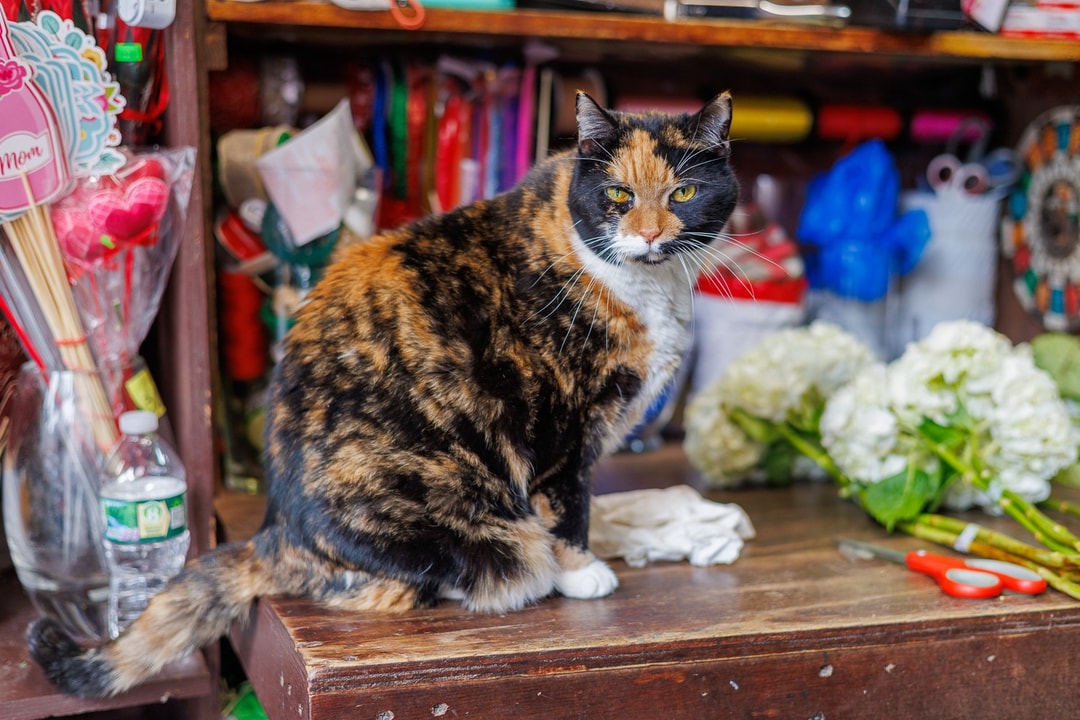 Black cat sitting by a lottery machine