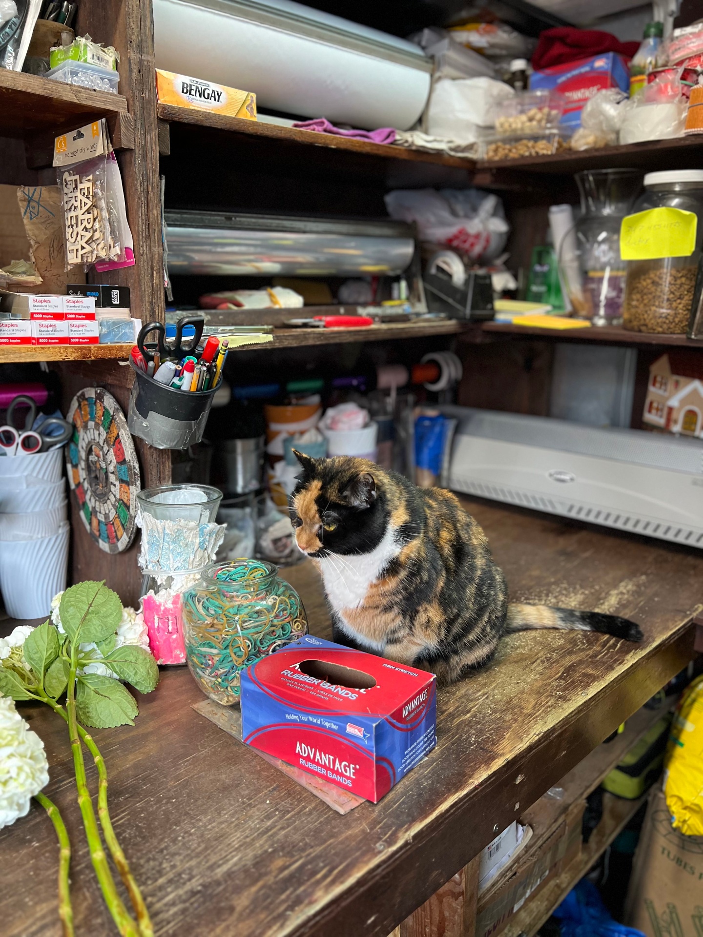 Calico cat sitting on a counter with office supplies