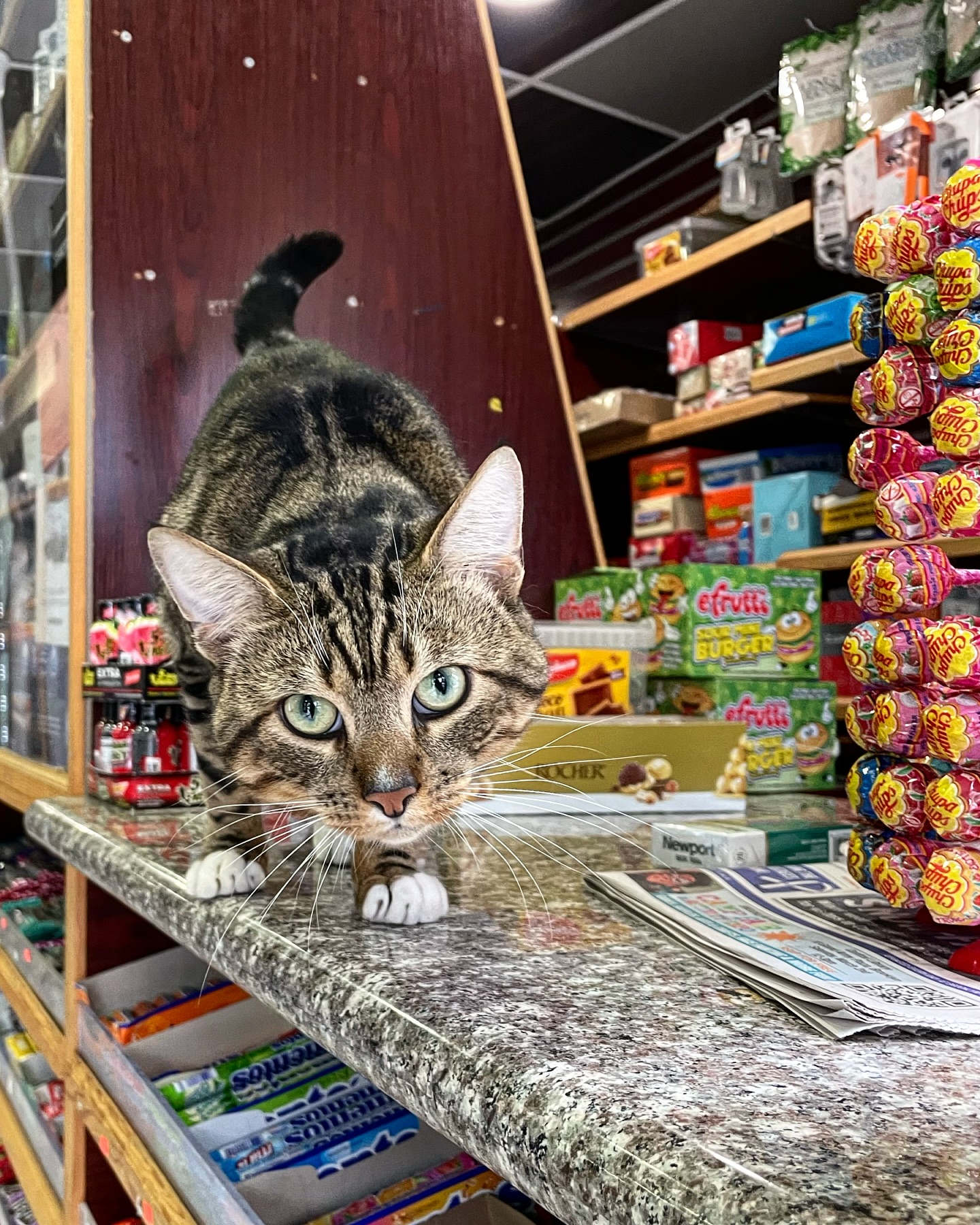 Tabby cat on a store counter looking at the camera