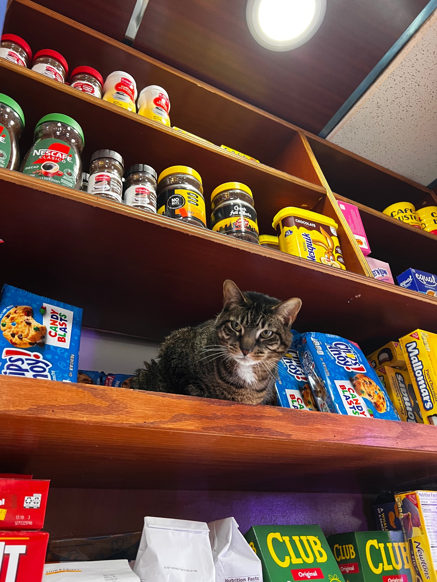 Tabby cat sitting amid cookie boxes on a shelf