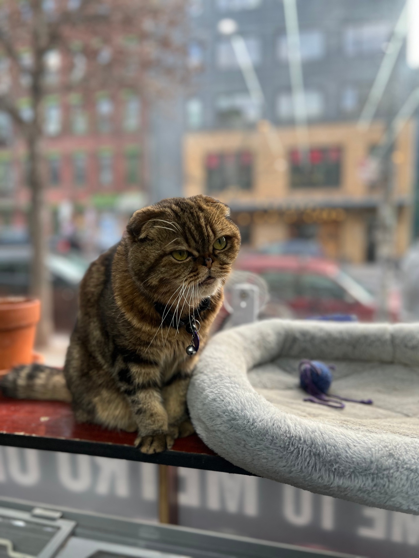 Brown tabby cat sitting on a soft bed in a store window